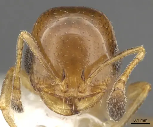 Monomorium eremophilum - CASENT0902303