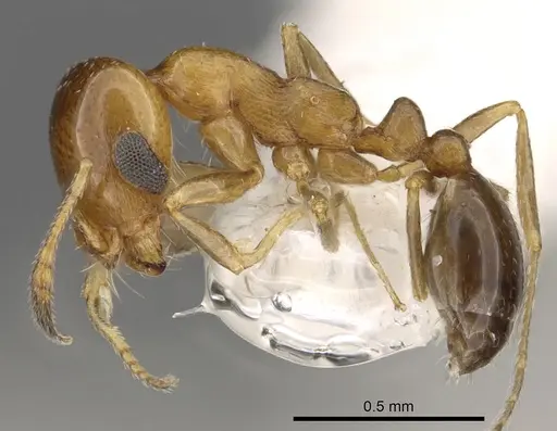 Monomorium eremophilum - CASENT0902303