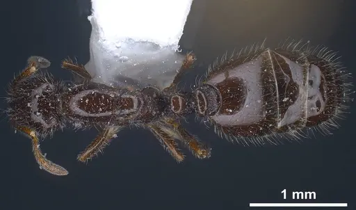 Monomorium ergatogyna specimen