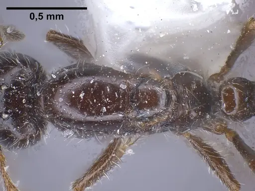 Monomorium ergatogyna specimen