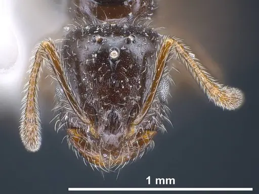 Monomorium ergatogyna specimen