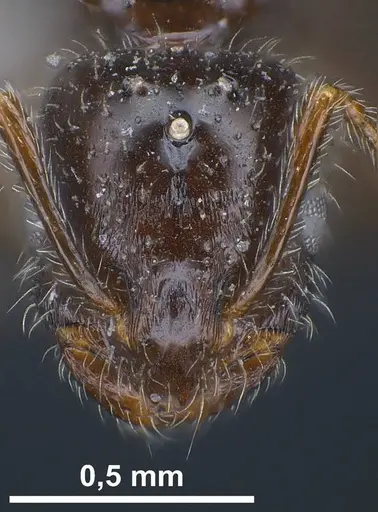 Monomorium ergatogyna - ANTWEB1038021