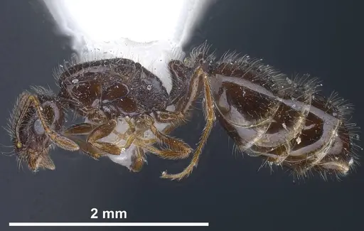 Monomorium ergatogyna - ANTWEB1038021