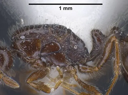 Monomorium ergatogyna - ANTWEB1038021