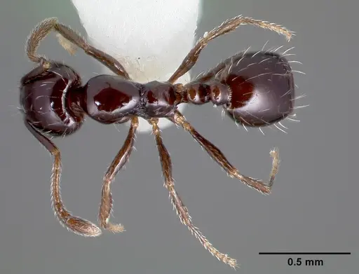 Monomorium ergatogyna - CASENT0005781