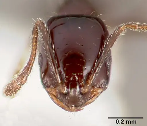 Monomorium ergatogyna - CASENT0005781