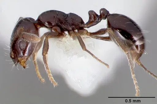 Monomorium ergatogyna - CASENT0005781