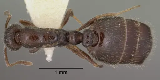 Monomorium ergatogyna - CASENT0102849
