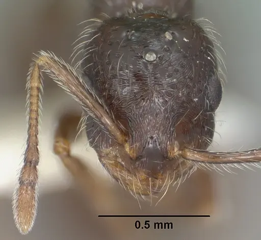 Monomorium ergatogyna - CASENT0102849