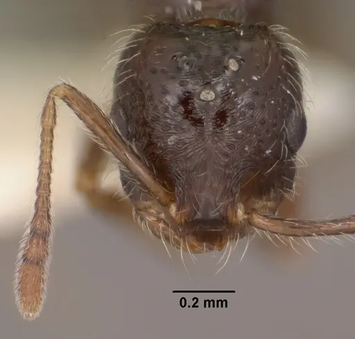 Monomorium ergatogyna - CASENT0102849