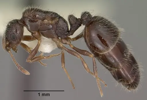 Monomorium ergatogyna - CASENT0102849