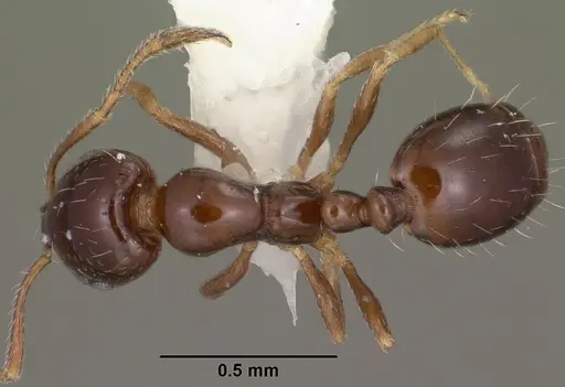 Monomorium ergatogyna - CASENT0102850