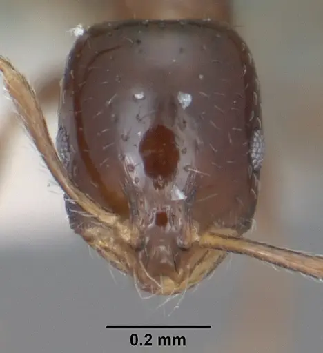 Monomorium ergatogyna - CASENT0102850