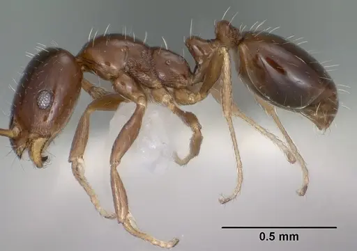 Monomorium ergatogyna - CASENT0102850