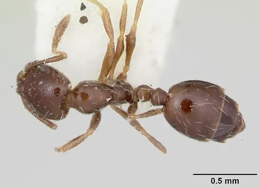 Monomorium ergatogyna - CASENT0103528