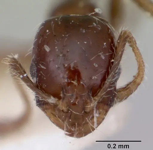 Monomorium ergatogyna - CASENT0103528
