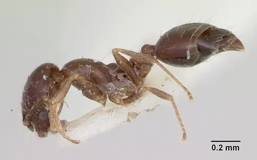 Monomorium ergatogyna - CASENT0103528