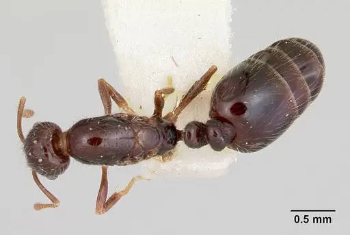Monomorium ergatogyna - CASENT0103529