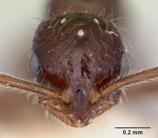 Monomorium ergatogyna - CASENT0103529