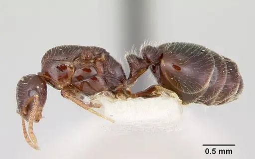 Monomorium ergatogyna - CASENT0103529