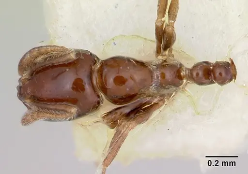 Monomorium ergatogyna - CASENT0103530