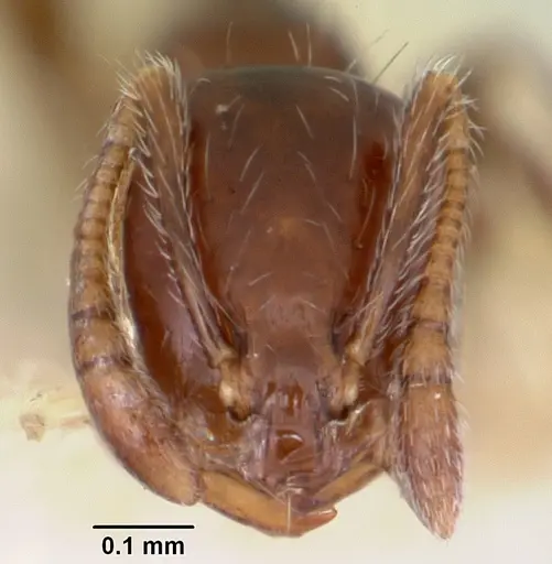 Monomorium ergatogyna - CASENT0103530
