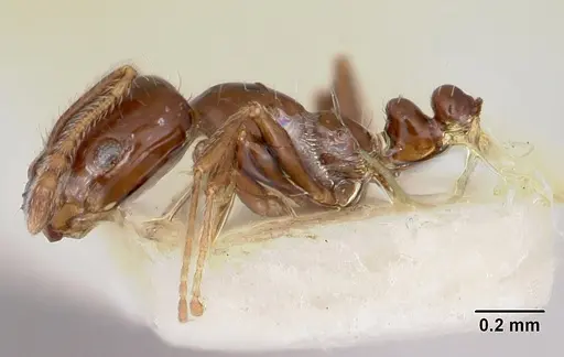 Monomorium ergatogyna - CASENT0103530