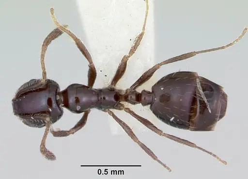 Monomorium ergatogyna - CASENT0103532