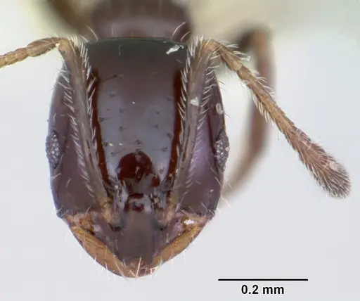Monomorium ergatogyna - CASENT0103532