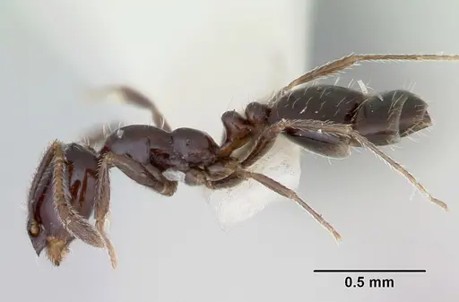 Monomorium ergatogyna - CASENT0103532