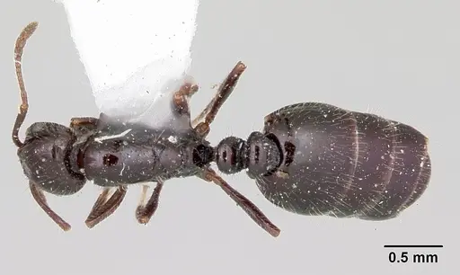 Monomorium ergatogyna - CASENT0103533