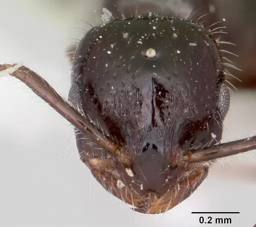 Monomorium ergatogyna - CASENT0103533