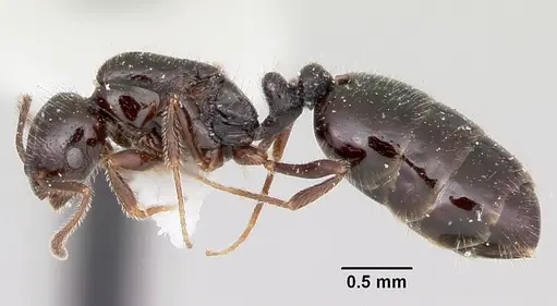 Monomorium ergatogyna - CASENT0103533