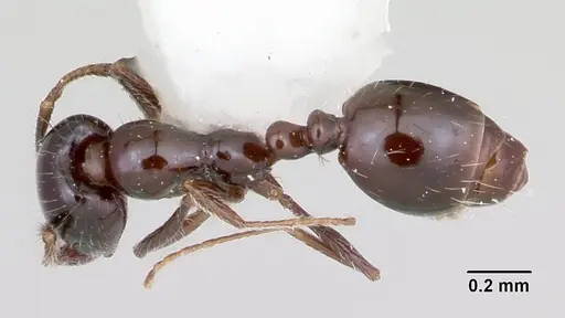 Monomorium ergatogyna - CASENT0105771