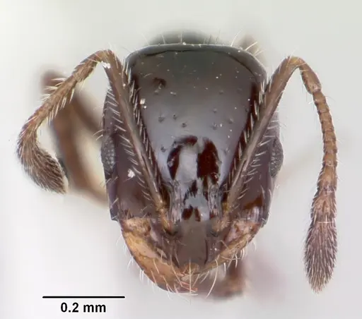 Monomorium ergatogyna - CASENT0105771