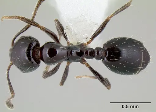 Monomorium ergatogyna - CASENT0106030
