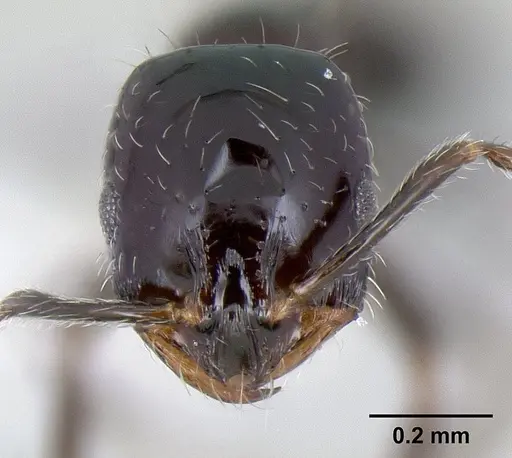 Monomorium ergatogyna - CASENT0106030