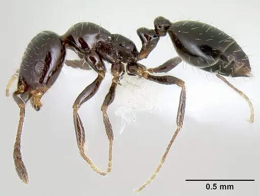 Monomorium ergatogyna - CASENT0106030