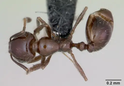 Monomorium ergatogyna - CASENT0118171