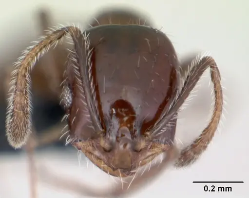 Monomorium ergatogyna - CASENT0118171