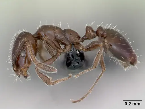 Monomorium ergatogyna - CASENT0118171