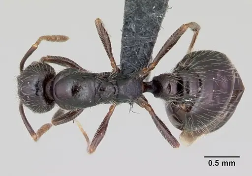 Monomorium ergatogyna - CASENT0118172
