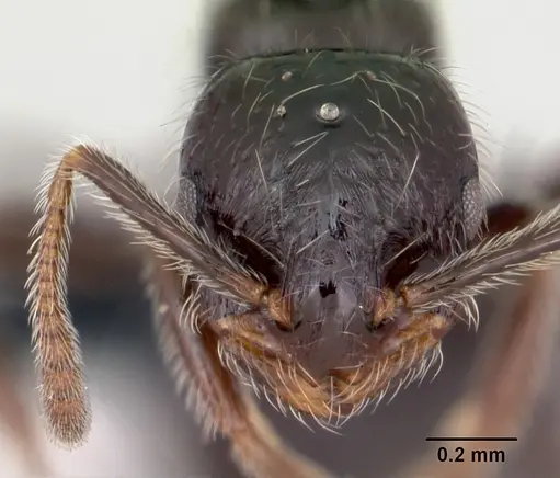 Monomorium ergatogyna - CASENT0118172