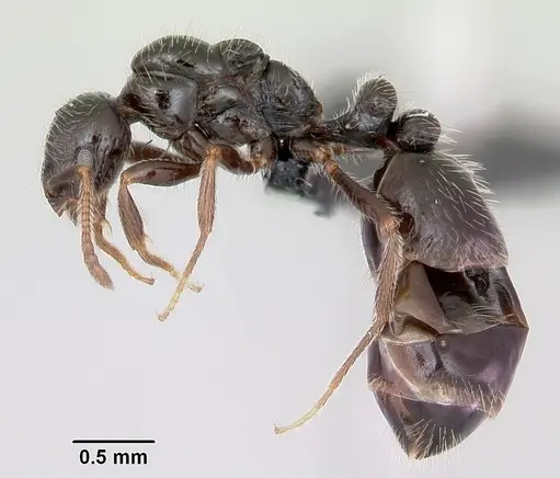 Monomorium ergatogyna - CASENT0118172