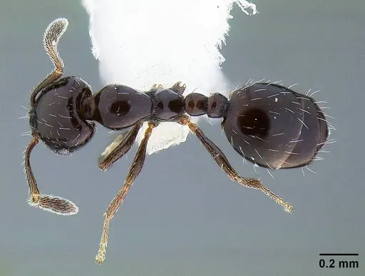 Monomorium ergatogyna - CASENT0221927