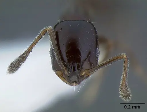 Monomorium ergatogyna - CASENT0221927