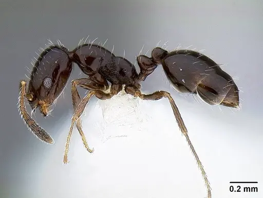 Monomorium ergatogyna - CASENT0221927