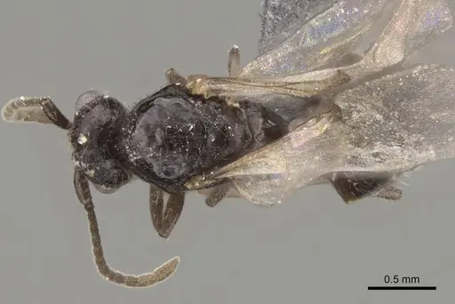 Monomorium ergatogyna - CASENT0770604