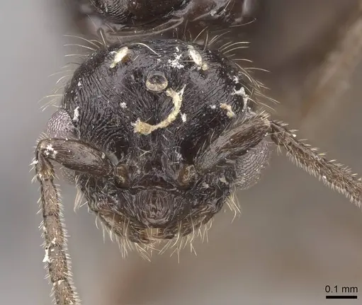 Monomorium ergatogyna - CASENT0770604