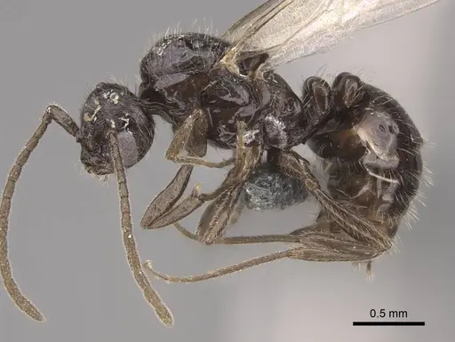 Monomorium ergatogyna - CASENT0770604